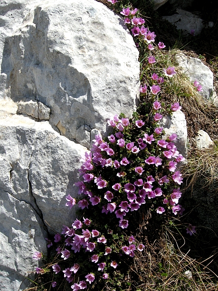 Saxifraga oppositifolia subsp. oppositifolia/ Sassifraga a foglie opposte